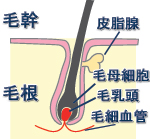 髪の構造