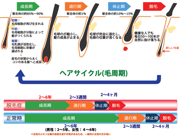 ヘアサイクル